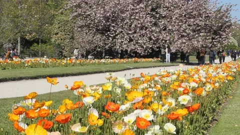Sunny spring time in The Jardin de Plantes - main botanical garden in France. Stock Footage 153759974