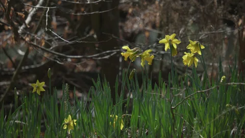 A sunny spring time scene of sunlit daffodils with shimmering water. 4K tripod Stock Footage 176937895