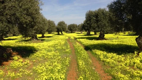 Sunny spring view of olive garden with old country road, Italy, Europe. Stock Footage 123346430