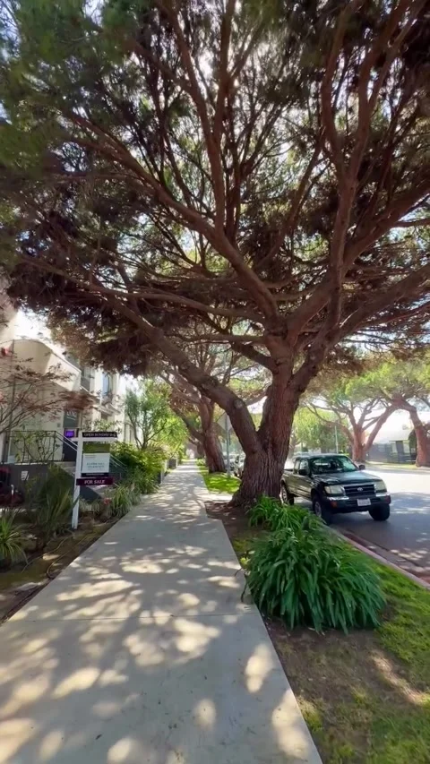 Sunny Suburban Sidewalk Lined with Mature Trees and Sun Flares 스톡 동영상 340263878