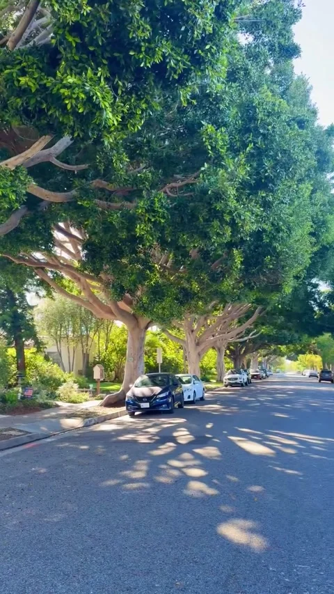 Sunny Suburban Street Lined with Large Trees and Parked Cars Vídeos de archivo 340263900
