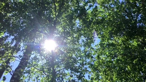 Sunny summer day Stock Footage 132534585