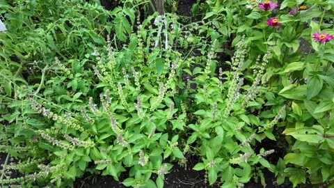On a sunny summer day, lemon basil grows in the garden Stock Footage 340874927
