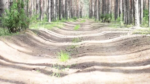 Sunny summer day in pine forest. Vegetation, berries, mushrooms. Stock Footage 221314705