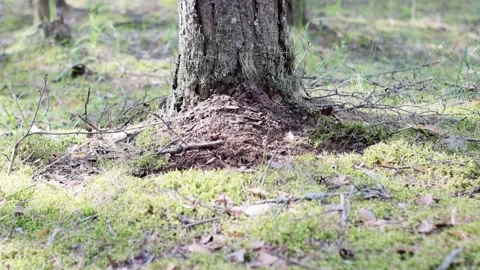 Sunny summer day in pine forest. Vegetation, berries, mushrooms. Stock Footage 221314904