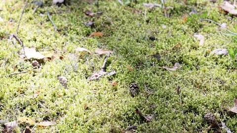 Sunny summer day in pine forest. Vegetation, berries, mushrooms. Video stock 221315172