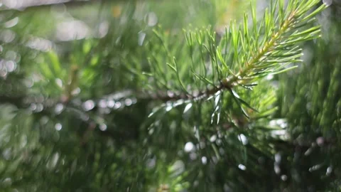 A sunny summer day in a pine forest. A pine branch in the shade. Video stock 221315226