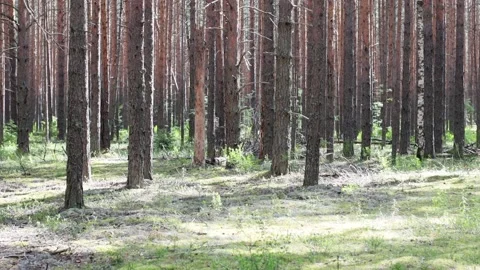 Sunny summer day in pine forest. Vegetation, berries, mushrooms. Stock Footage 221315234