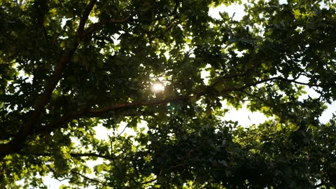 Sunny summer day, the sun is visible through the green foliage. Stock Footage 162032063