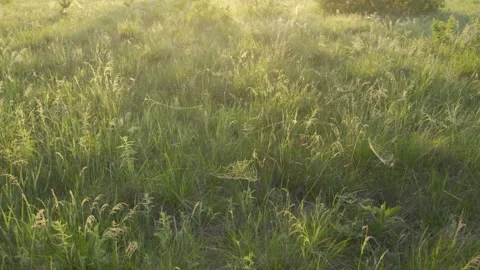 Sunny summer field Video stock 236789135
