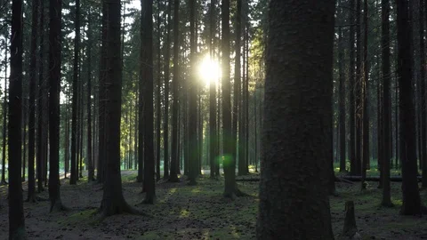 Sunny Summer Forest Stock Footage 92590255