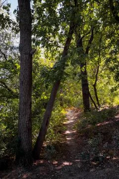 Sunny Summer Forest 写真素材