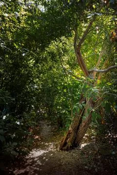 Sunny Summer Forest 写真素材