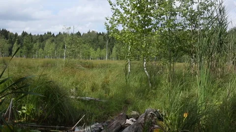 Sunny summer landscape, clouds reflection in water. Stock Footage 247654882