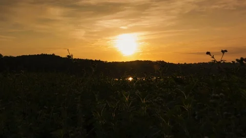 Sunny summer landscape with grass fields and green meadows.Bright light of th Stock Footage 97946370