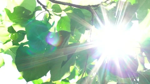 Sunny summer rays through the green leaves of the tree. 스톡 동영상 198320086