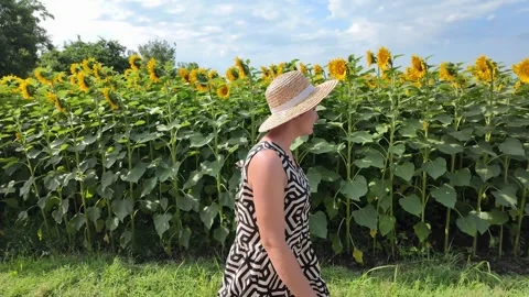 Sunny Summer Stroll Through Sunflower Field Stock Footage 280024521