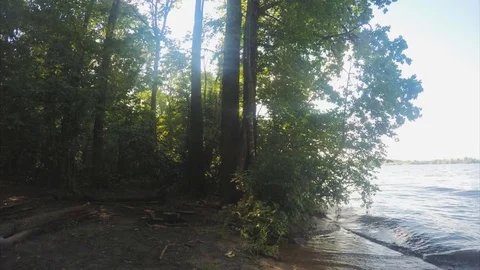 Sunny Summer trees in forest And Lake Timelapse Stock Footage 79814185