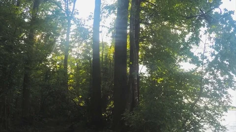 Sunny Summer trees in forest And pond Timelapse Vidéo 79815588