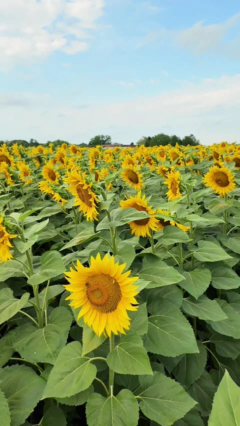 Sunny Sunflower Field Under Blue Sky Stock Footage 280024735