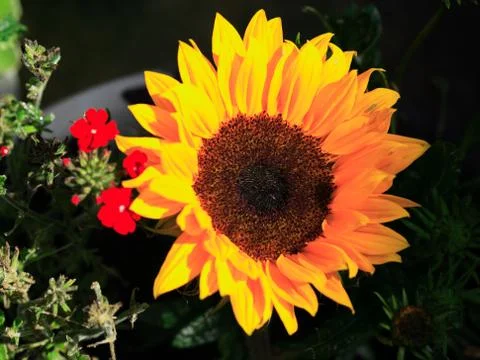 Sunny sunflower Stock Photos