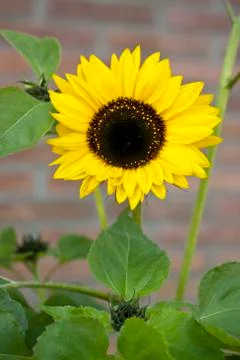 Sunny sunflower Stock Photos