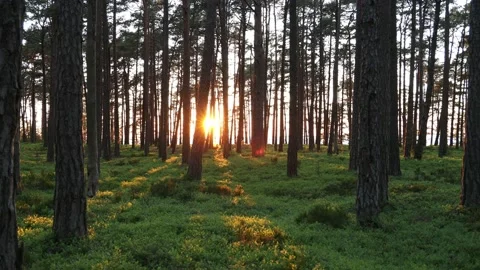 Sunny sunset pine forest. Sun breaks through tree trunks. Stock Footage 135808818