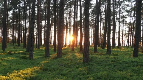 Sunny sunset pine forest. Sun breaks through tree trunks. Stock Footage 135814826