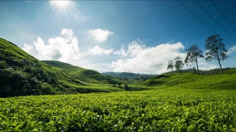 Sunny Tea Plantation Landscape. Stock Footage 306647853