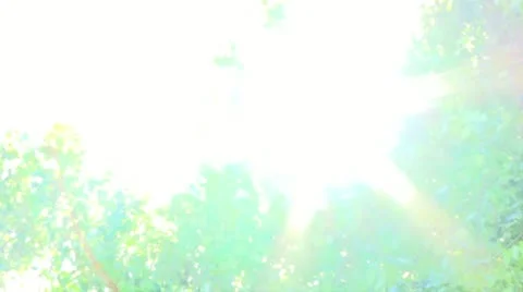 Sunny Tree Breeze Stock Footage 11980558