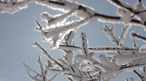 Sunny tree Stock Footage 2035703