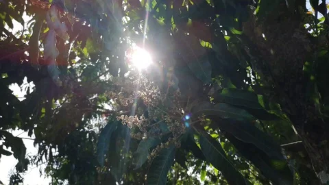 Sunny Tree Stock Footage