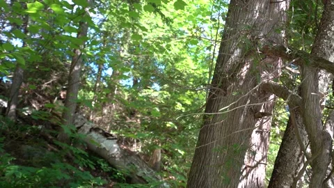 Sunny tree Stockbeeldmateriaal 171343024