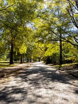 Sunny Tree-Lined Brick Pathway in a Park Stock Photos