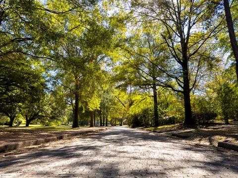 Sunny Tree-Lined Path in a Peaceful Public Park Stock Photos
