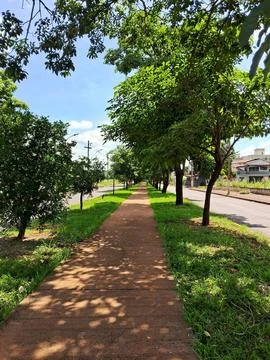 Sunny tree-lined path Stock Photos