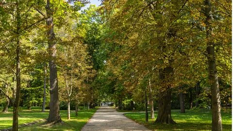 Sunny Tree Lined Path Through Autumn Woodland Stock Photos
