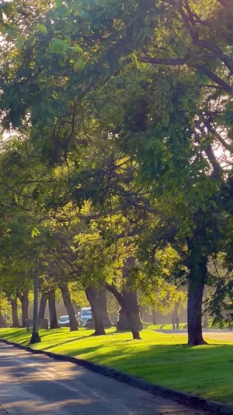Sunny Tree-Lined Street in Golden Light Vídeos de archivo 340263891