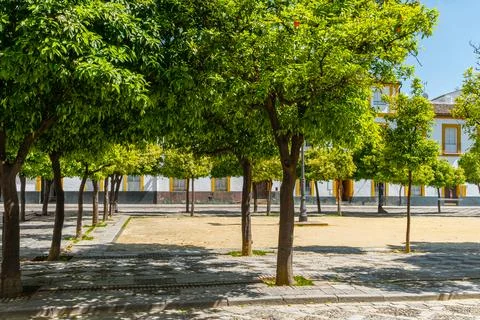 Sunny Tree Square Stock Photos