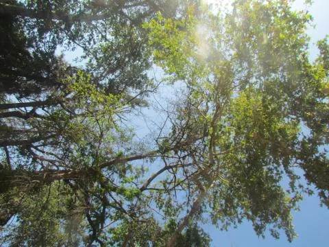 Sunny Trees 3 Stock Photos