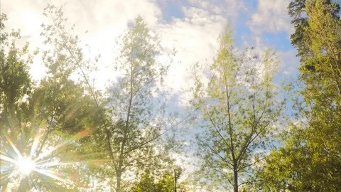 Sunny Trees and clouds In the Summer Park Timelapse Stock Footage 79815366