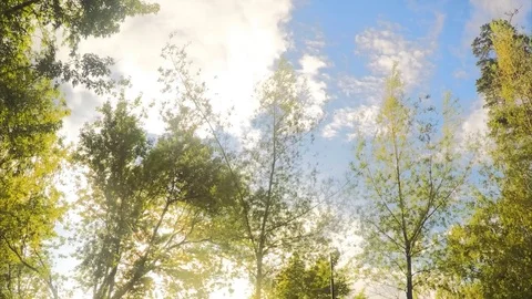 Sunny Trees and clouds In Summer Park Timelapse 스톡 동영상 79815798