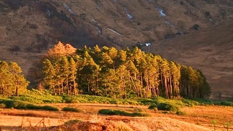 Sunny trees and mountain vertical pan Video stock 122122715