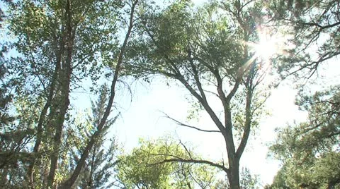 Sunny Trees Stock Footage 11322485