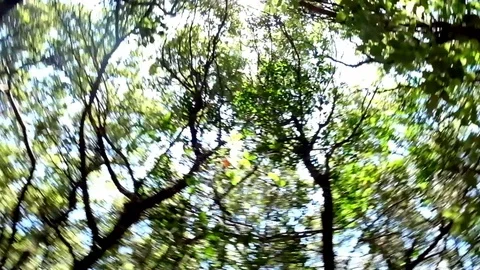 Sunny trees Stockbeeldmateriaal 101652445