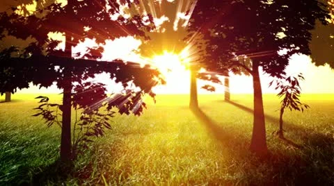 Sunny trees loop Video stock 20613710
