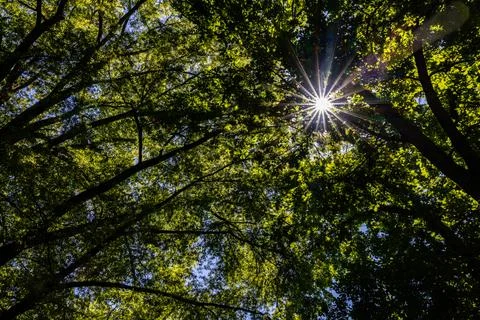 Sunny trees Stock Photos