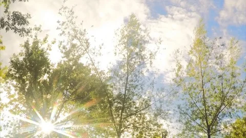 Sunny Trees In Summer Park Timelapse Vidéo 79814322