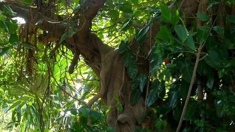 Sunny tropical background Stock-Footage 69260301