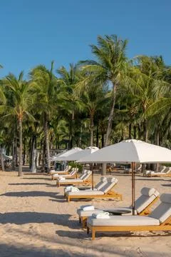 Sunny Tropical Beach Scene with Empty Lounge Chairs and Palm Trees Stock Photos
